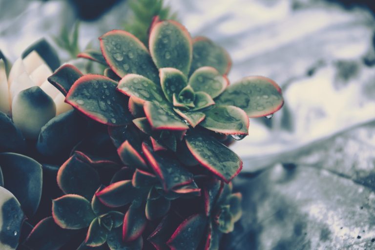 Functional Medicine Lab Testing Telehealth